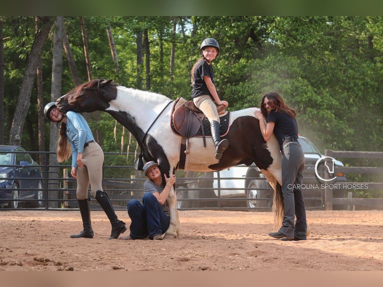 Frisones Mestizo Caballo castrado 6 años 150 cm in Clover, SC