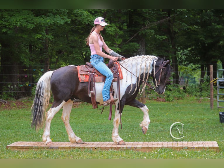 Frisones Mestizo Caballo castrado 6 años 150 cm in Clover, SC