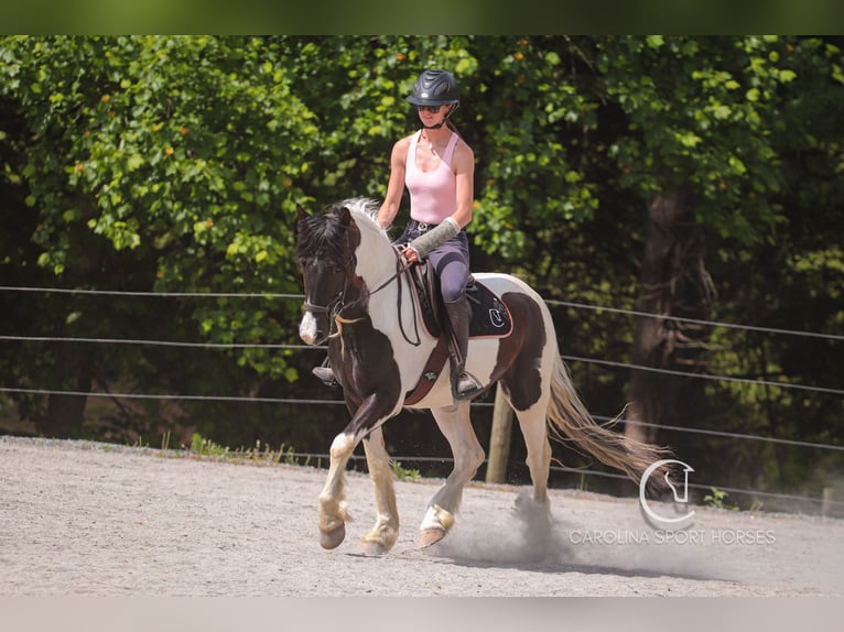 Frisones Mestizo Caballo castrado 6 años 150 cm in Clover, SC