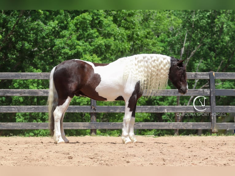 Frisones Mestizo Caballo castrado 6 años 150 cm in Clover, SC