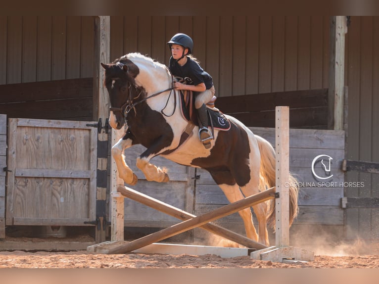 Frisones Mestizo Caballo castrado 6 años 150 cm in Clover, SC