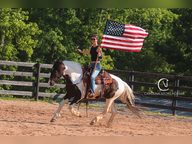 Frisones Mestizo Caballo castrado 6 años 150 cm in Clover, SC