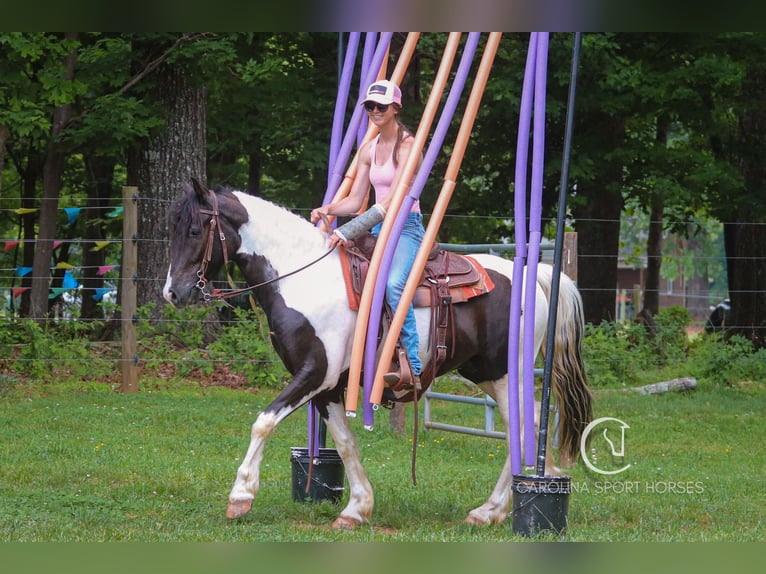 Frisones Mestizo Caballo castrado 6 años 150 cm in Clover, SC