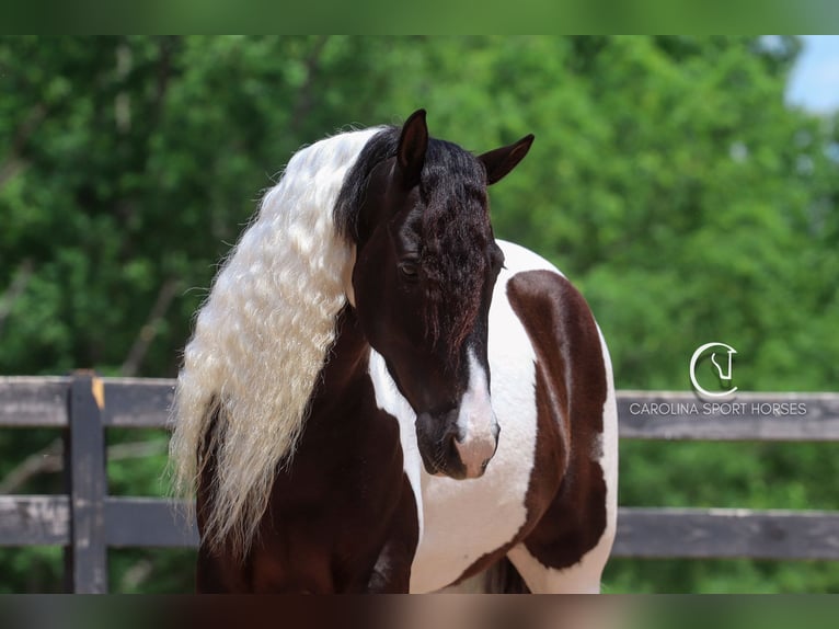 Frisones Mestizo Caballo castrado 6 años 150 cm in Clover, SC