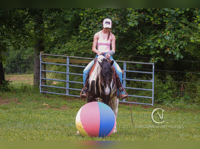 Frisones Mestizo Caballo castrado 6 años 150 cm in Clover, SC