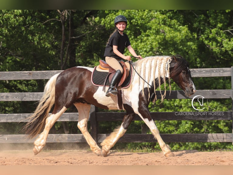 Frisones Mestizo Caballo castrado 6 años 150 cm in Clover, SC