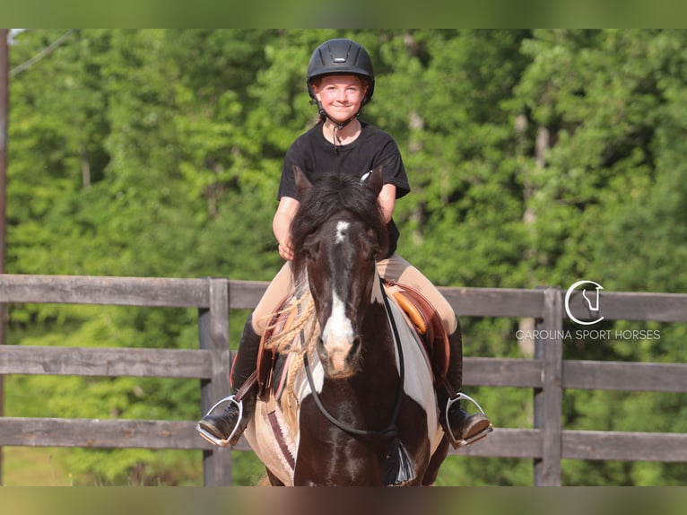 Frisones Mestizo Caballo castrado 6 años 150 cm in Clover, SC