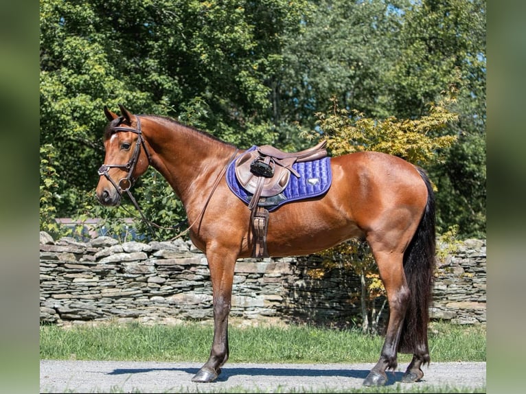 Frisones Caballo castrado 6 años 152 cm Castaño rojizo in Everett PA