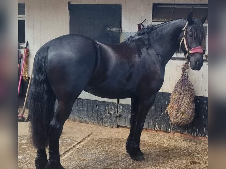 Frisones Caballo castrado 6 años 152 cm Musgo marrón in Neckargem&#xFC;nd