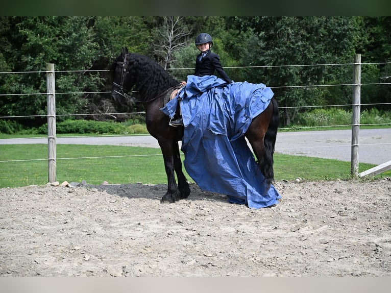 Frisones Caballo castrado 6 años 152 cm Negro in Warsaw
