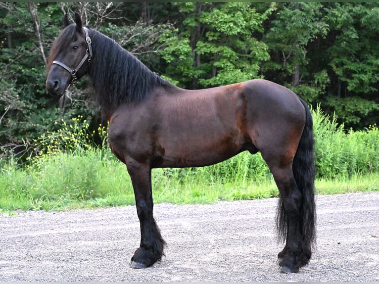 Frisones Caballo castrado 6 años 152 cm Negro in Warsaw