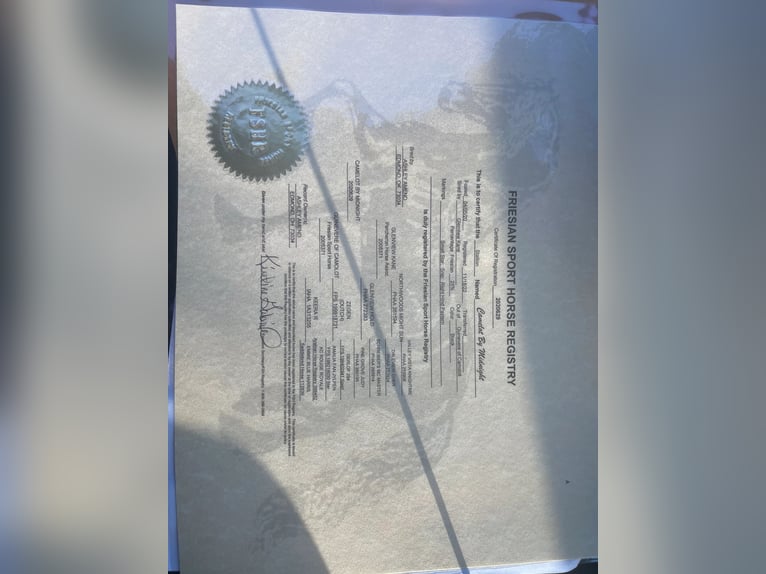 Frisones Caballo castrado 6 años 152 cm Negro in McLoud OK