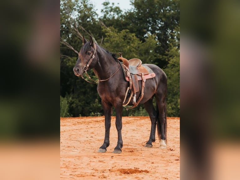 Frisones Caballo castrado 6 años 152 cm Negro in McLoud OK