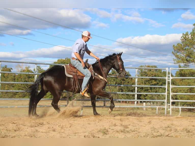 Frisones Caballo castrado 6 años 152 cm Negro in Cherryville NC