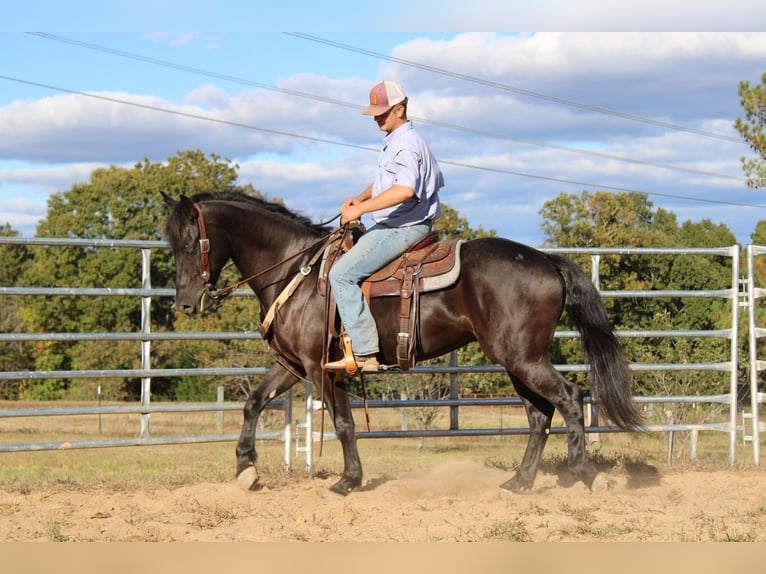 Frisones Caballo castrado 6 años 152 cm Negro in Cherryville NC