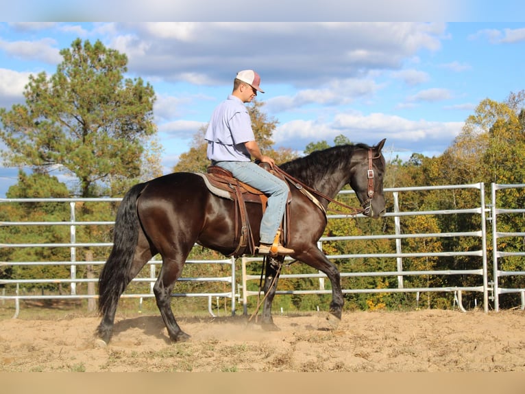 Frisones Caballo castrado 6 años 152 cm Negro in Cherryville NC