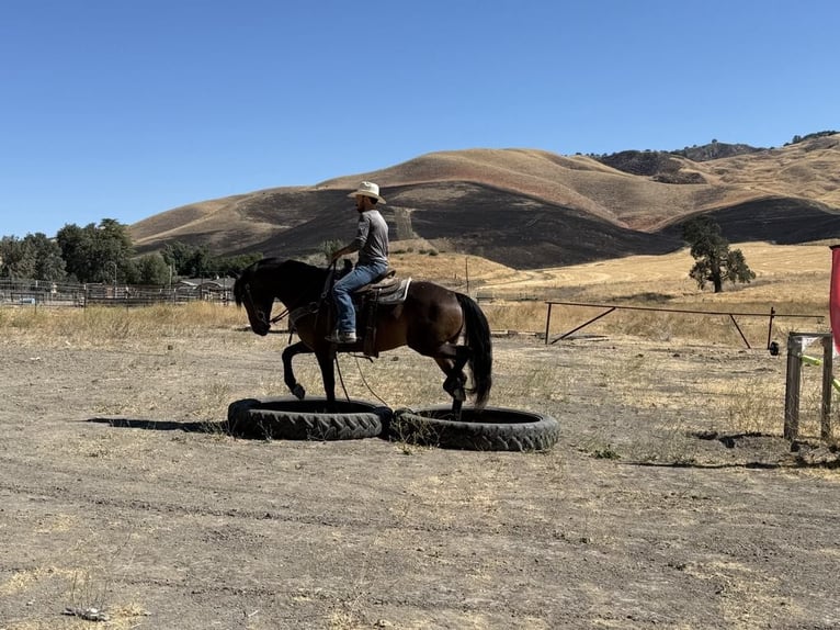 Frisones Caballo castrado 6 años 155 cm Castaño rojizo in Paicines CA