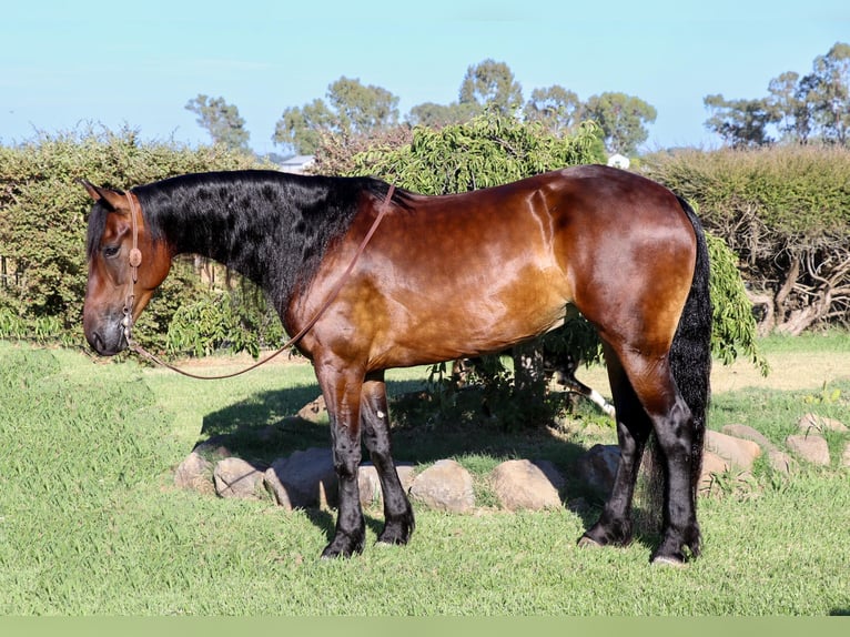 Frisones Caballo castrado 6 años 155 cm Castaño rojizo in Pleasant Grove CA