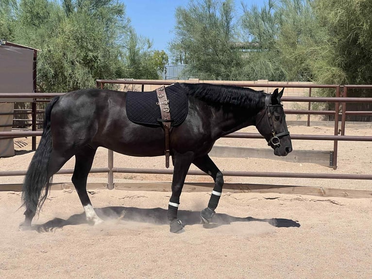 Frisones Caballo castrado 6 años 155 cm Negro in Marana