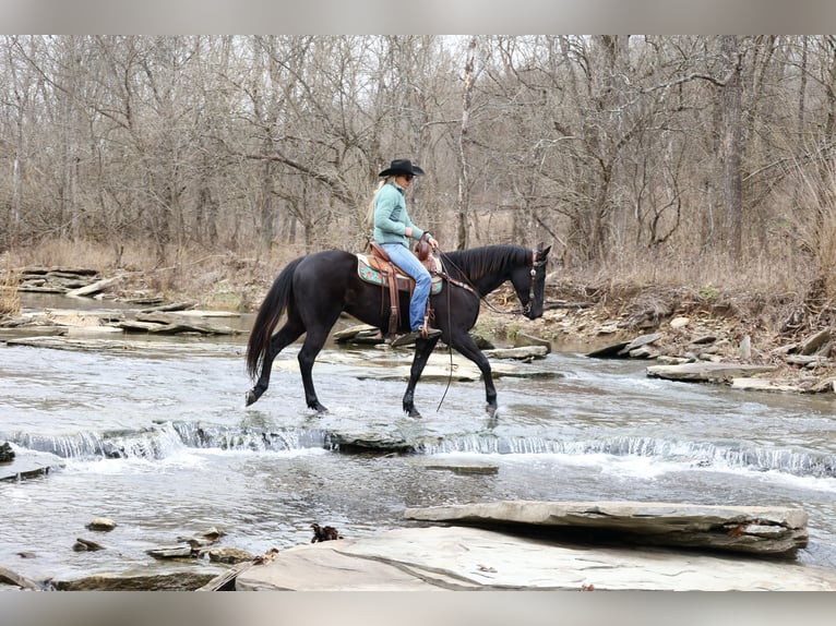 Frisones Caballo castrado 6 años 155 cm Negro in Flemmingsburg KY