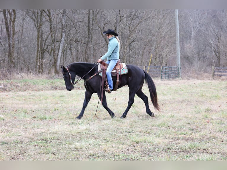 Frisones Caballo castrado 6 años 155 cm Negro in Flemmingsburg KY