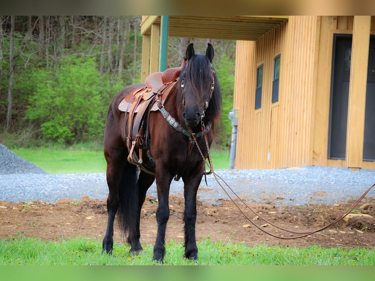 Frisones Caballo castrado 6 años 157 cm Negro in Flemingsburg KY