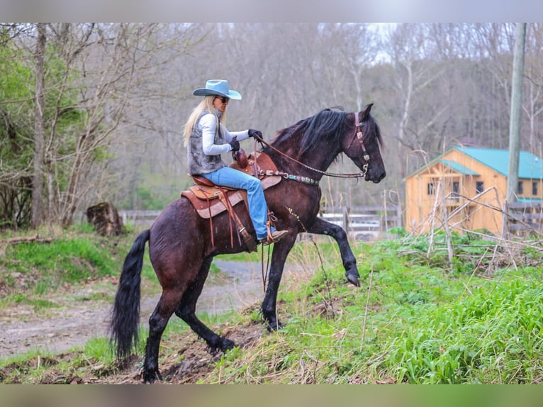 Frisones Caballo castrado 6 años 157 cm Negro in Flemingsburg KY