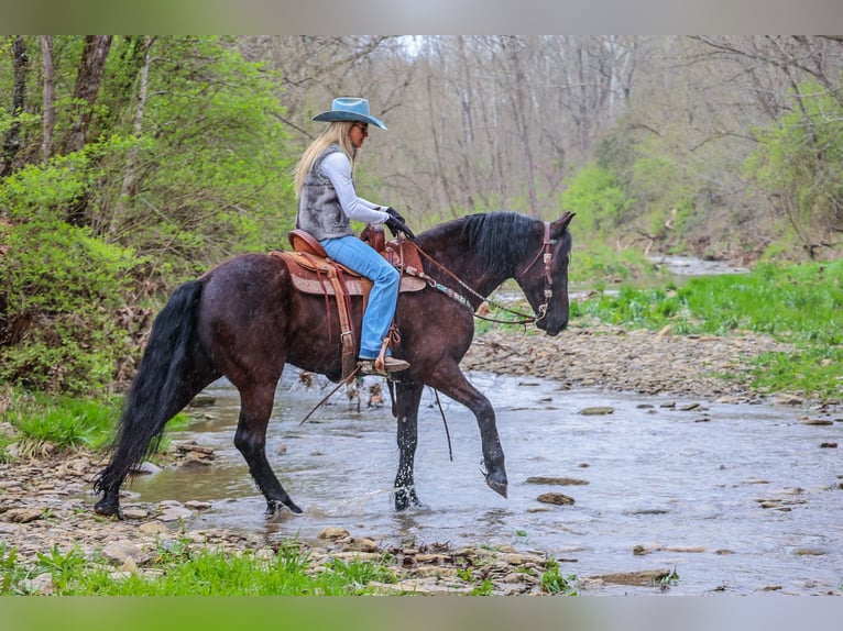 Frisones Caballo castrado 6 años 157 cm Negro in Flemingsburg KY