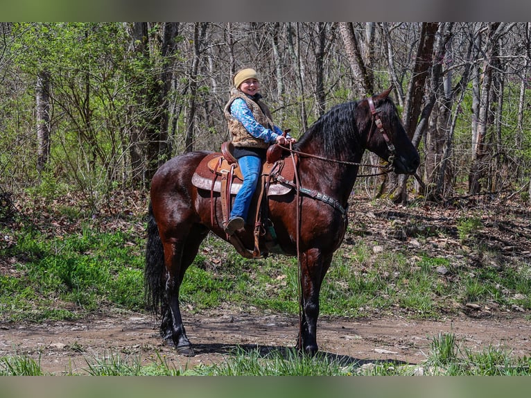 Frisones Caballo castrado 6 años 157 cm Negro in Flemingsburg KY