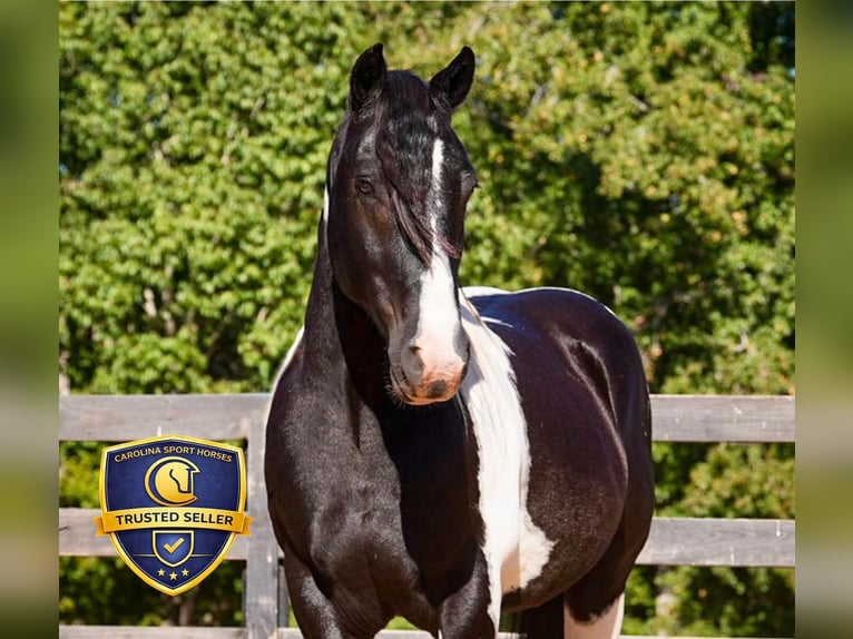 Frisones Mestizo Caballo castrado 6 años 157 cm Pío in Clover