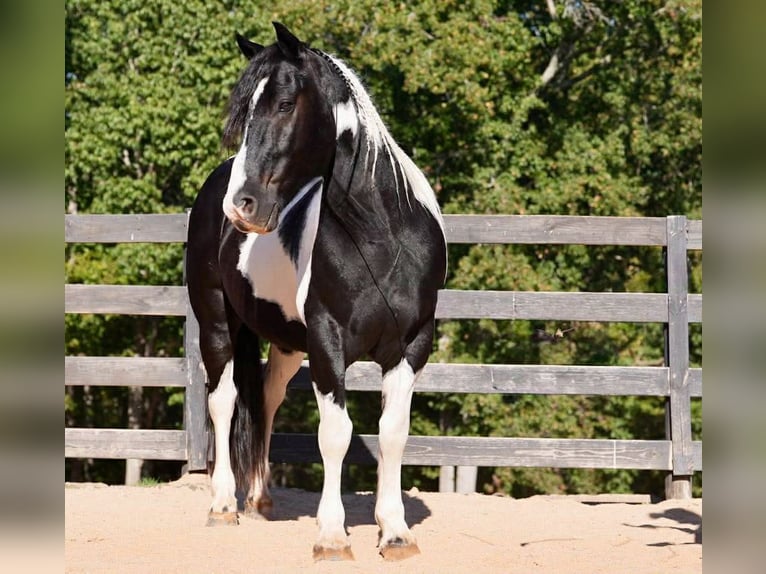 Frisones Mestizo Caballo castrado 6 años 157 cm Pío in Clover