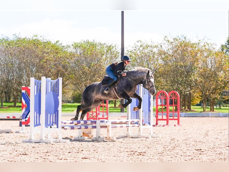 Frisones Mestizo Caballo castrado 6 años 157 cm Tordo in Clover