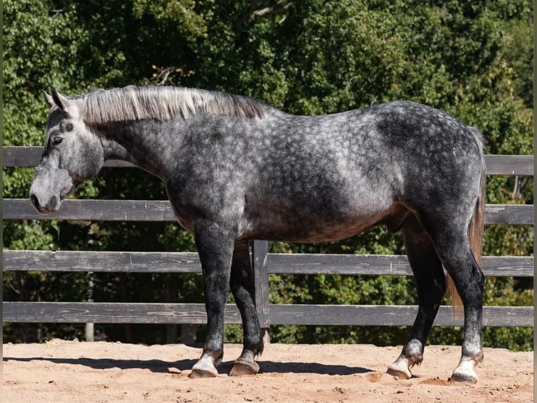 Frisones Mestizo Caballo castrado 6 años 157 cm Tordo in Clover