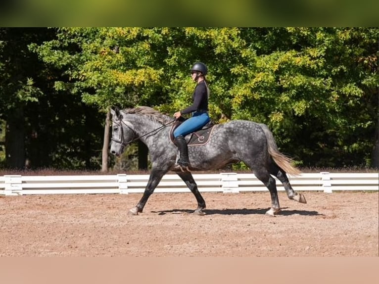 Frisones Mestizo Caballo castrado 6 años 157 cm Tordo in Clover