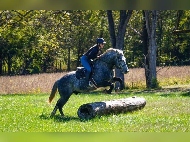 Frisones Mestizo Caballo castrado 6 años 157 cm Tordo in Clover