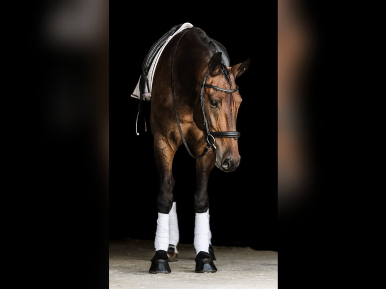 Frisones Mestizo Caballo castrado 6 años 160 cm Castaño rojizo in Ames