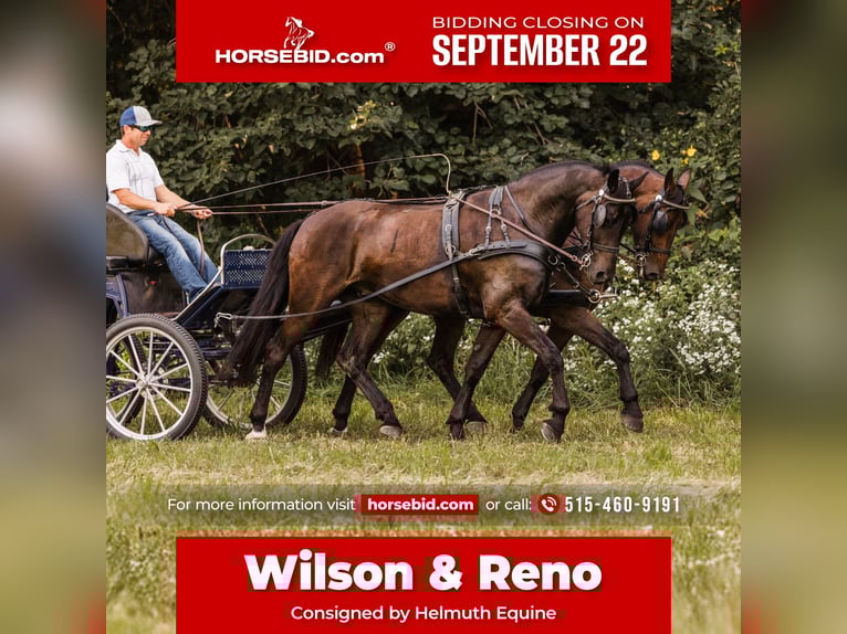 Frisones Mestizo Caballo castrado 6 años 160 cm Castaño rojizo in Ames