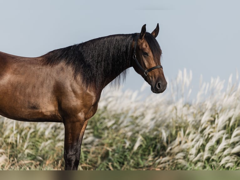 Frisones Mestizo Caballo castrado 6 años 160 cm Castaño rojizo in Ames