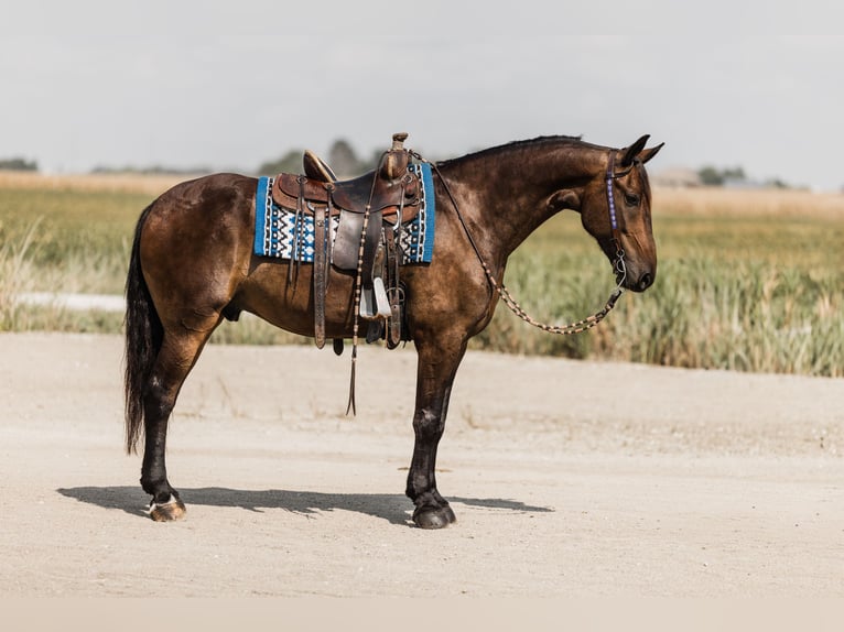 Frisones Mestizo Caballo castrado 6 años 160 cm Castaño rojizo in Ames