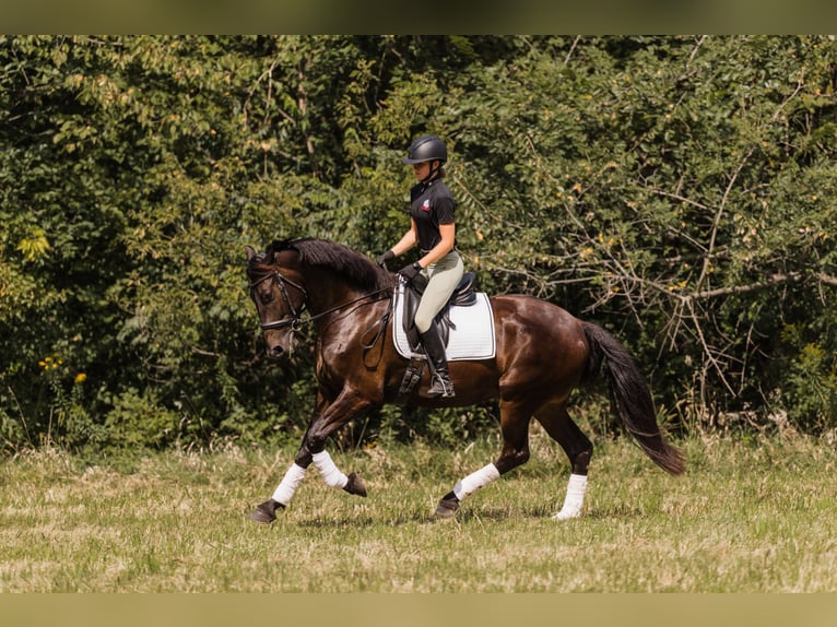 Frisones Mestizo Caballo castrado 6 años 160 cm Castaño rojizo in Ames