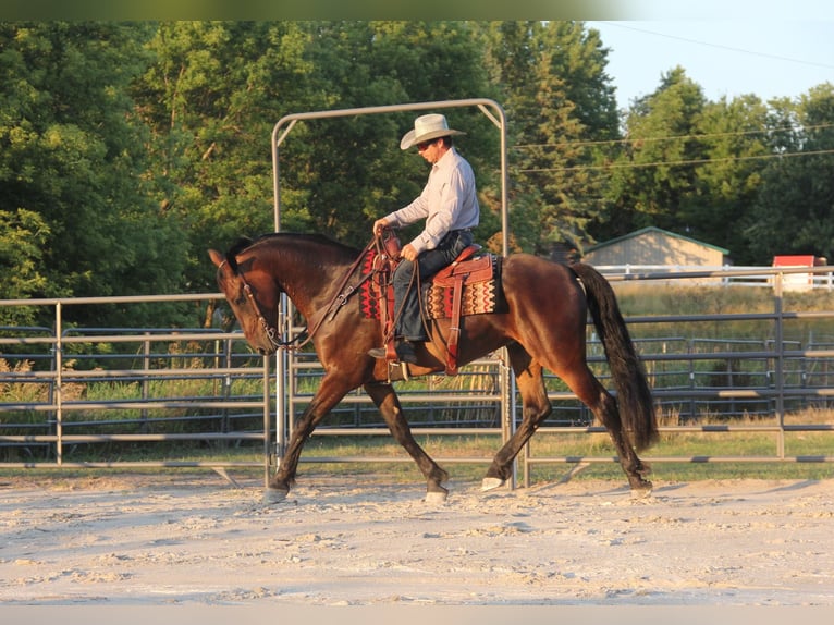 Frisones Mestizo Caballo castrado 6 años 160 cm Castaño rojizo in Cambridge, IA