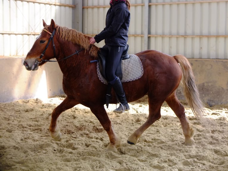 Frisones Mestizo Caballo castrado 6 años 160 cm Negro in Buttstädt