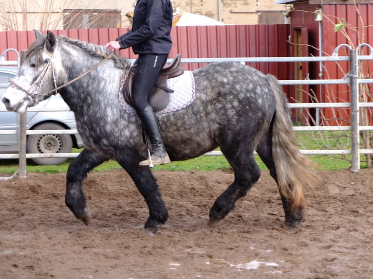 Frisones Mestizo Caballo castrado 6 años 160 cm Negro in Buttstädt