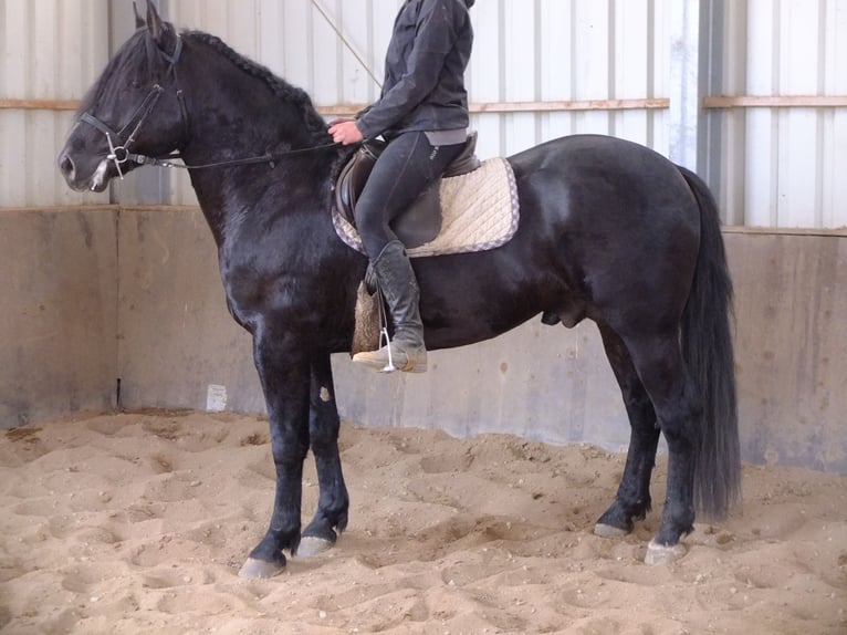 Frisones Mestizo Caballo castrado 6 años 160 cm Negro in Buttstädt