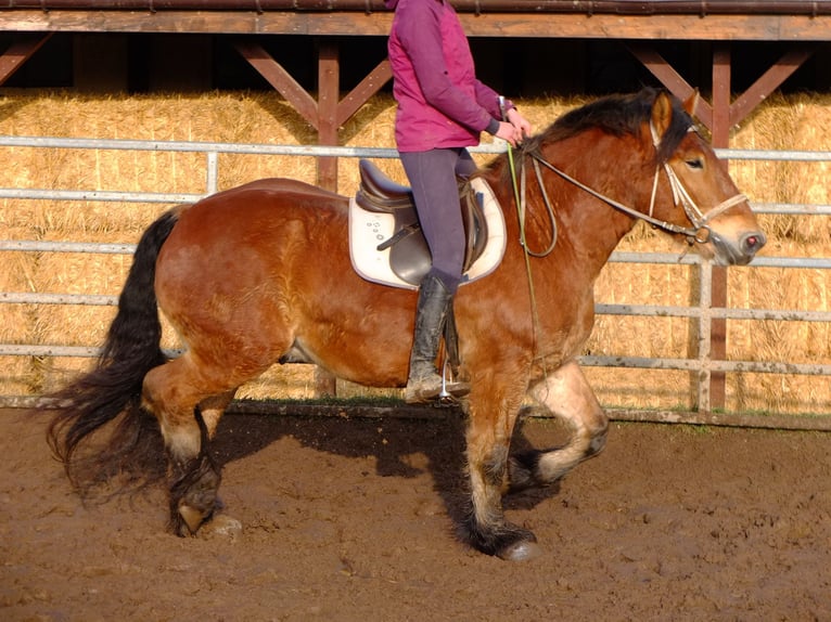 Frisones Mestizo Caballo castrado 6 años 160 cm Negro in Buttstädt