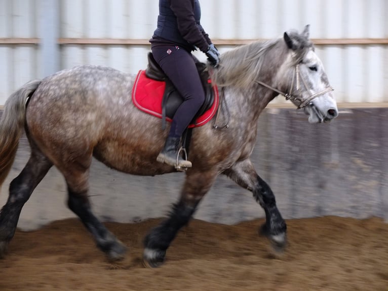 Frisones Mestizo Caballo castrado 6 años 160 cm Negro in Buttstädt