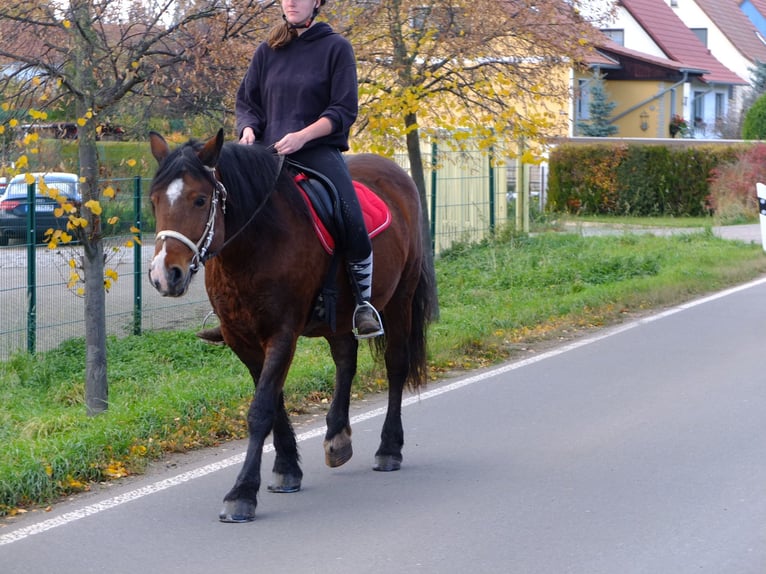 Frisones Mestizo Caballo castrado 6 años 160 cm Negro in Buttstädt