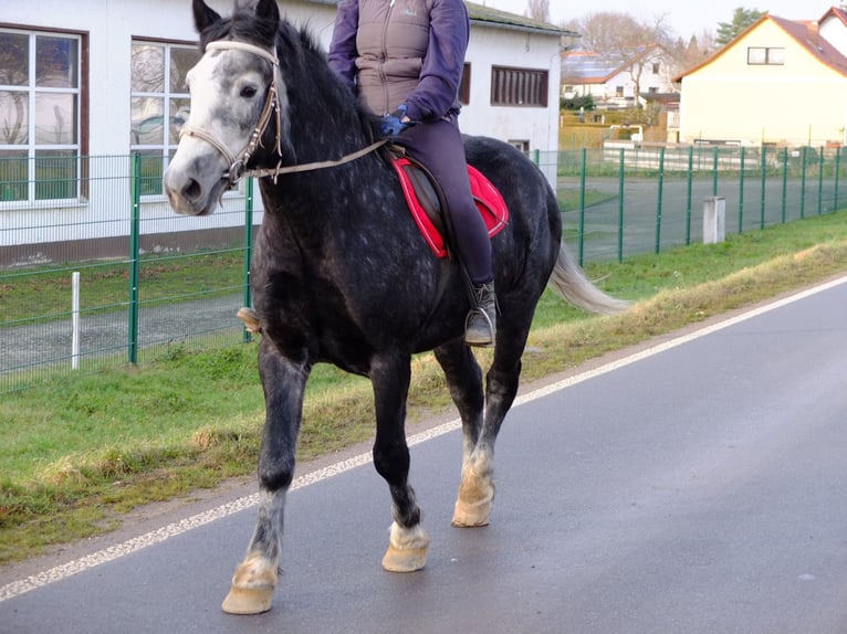 Frisones Mestizo Caballo castrado 6 años 160 cm Negro in Buttstädt