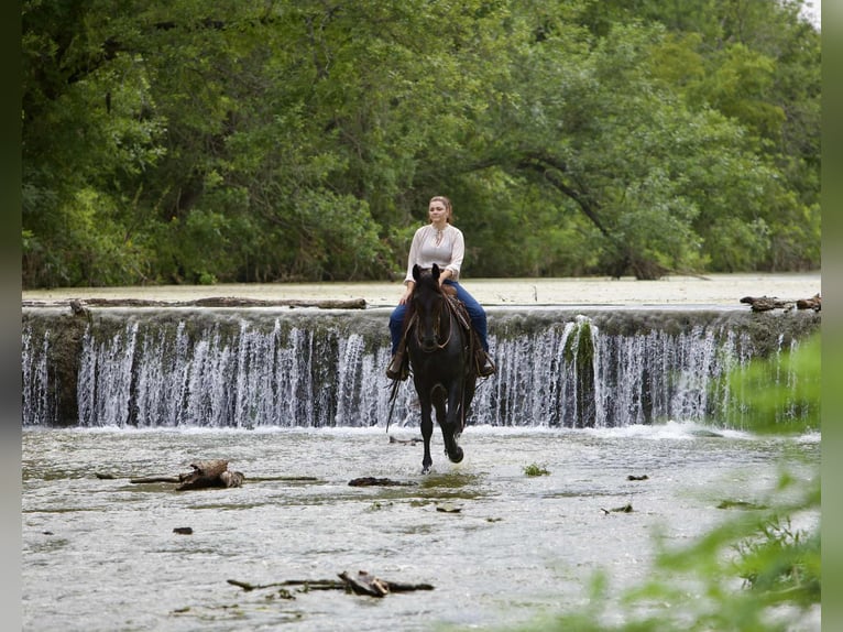 Frisones Caballo castrado 6 años 160 cm Negro in Waco TX