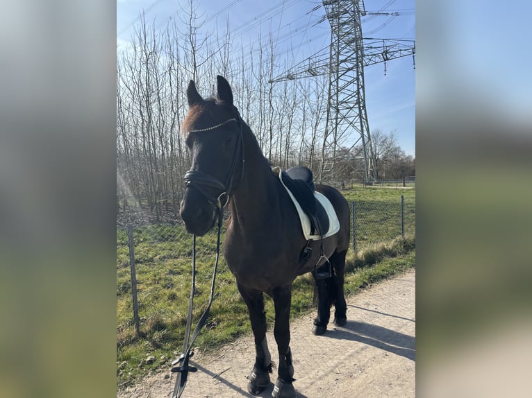 Frisones Caballo castrado 6 años 162 cm Negro in Bergheim